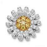Daisy